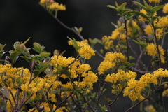 Azara lanceolata