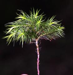 Dendroligotrichum dendroides