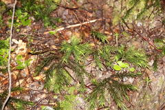 Dendroligotrichum dendroides