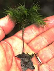 Dendroligotrichum dendroides