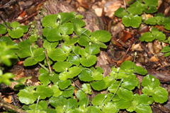 Dysopsis glechomoides
