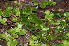 Dysopsis glechomoides