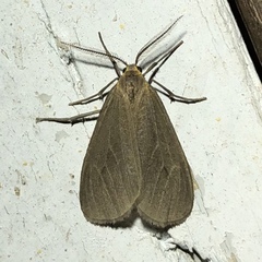 Pagara simplex