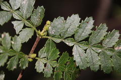 Weinmannia trichosperma