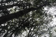 Weinmannia trichosperma
