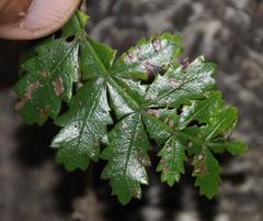 Weinmannia trichosperma