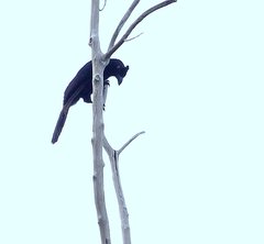 Black Magpie photo 4