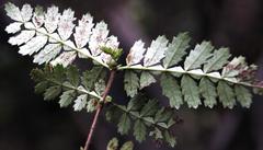 Weinmannia trichosperma