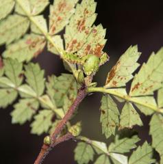 Weinmannia trichosperma