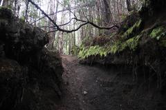 Archidasyphyllum diacanthoides