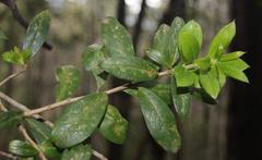 Archidasyphyllum diacanthoides