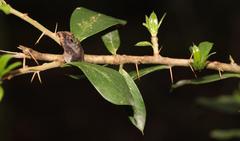 Archidasyphyllum diacanthoides