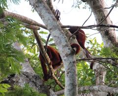 Alouatta