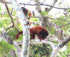 Alouatta