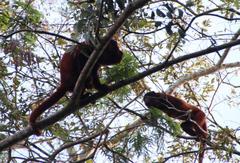 Alouatta