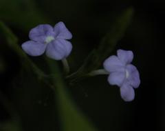 Bouchea pseudogervao