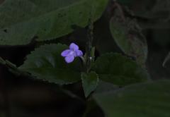 Bouchea pseudogervao