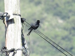 Molothrus bonariensis