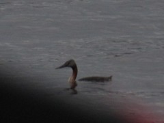 Podiceps major