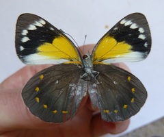 Delias nysa
