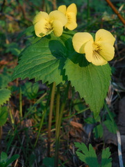 Viola uniflora