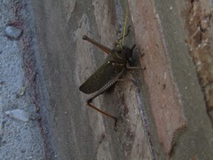 Tropidacris collaris