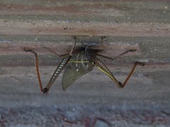 Tropidacris collaris