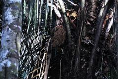 Astrocaryum murumuru