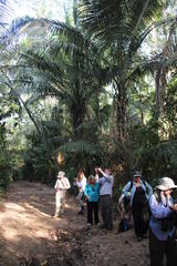 Astrocaryum murumuru