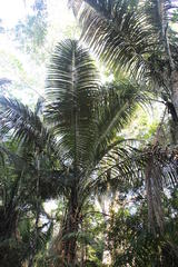 Astrocaryum murumuru