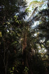 Astrocaryum murumuru