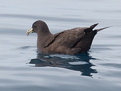 Procellaria aequinoctialis
