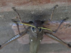 Tropidacris collaris