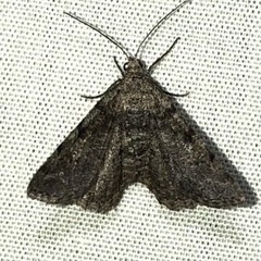 Digrammia gnophosaria