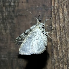 Digrammia gnophosaria