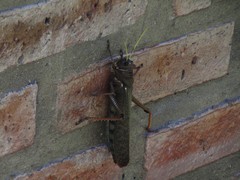 Tropidacris collaris