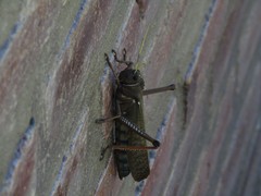 Tropidacris collaris