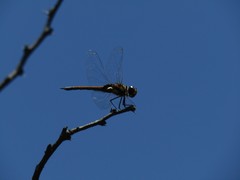 Tramea cophysa