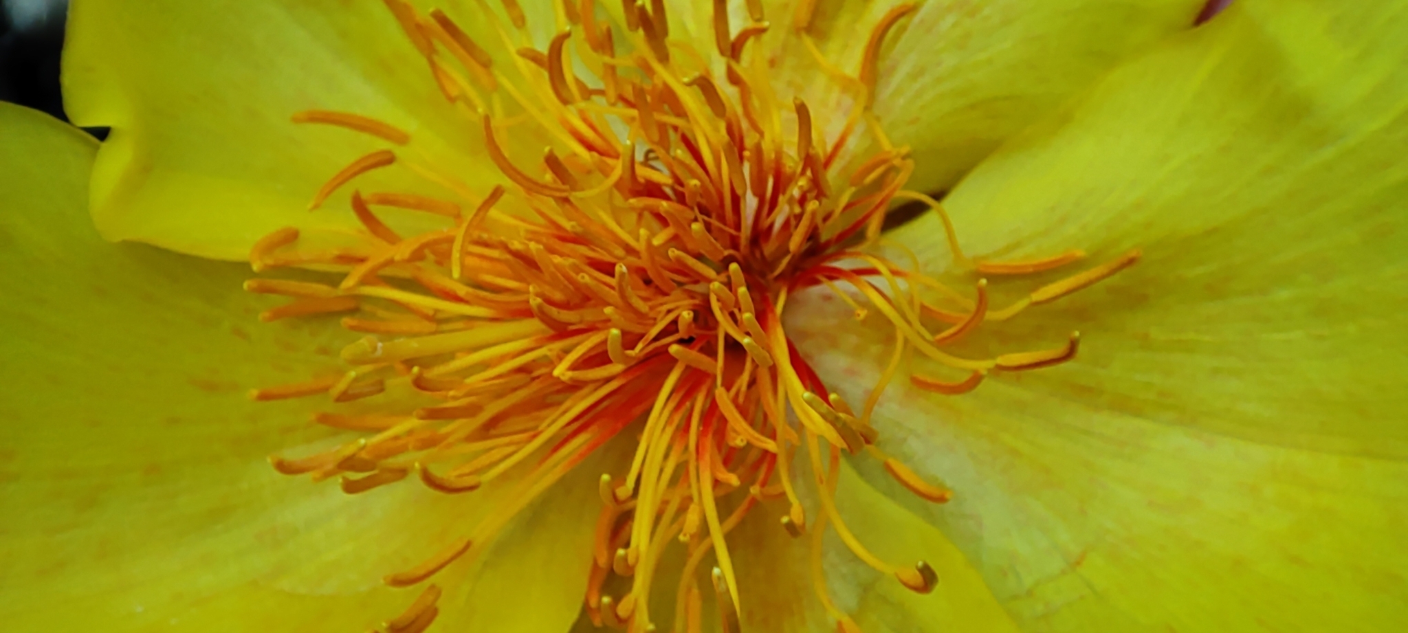 Cochlospermum vitifolium image