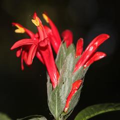 Pachystachys spicata
