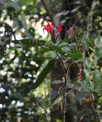 Pachystachys spicata