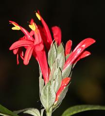 Pachystachys spicata