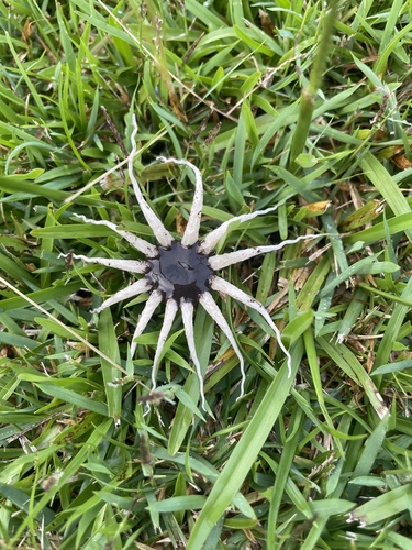 Lysurus arachnoideus, 2023-08-10