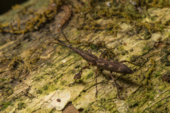 Lasiorhynchus barbicornis