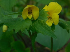 Viola uniflora