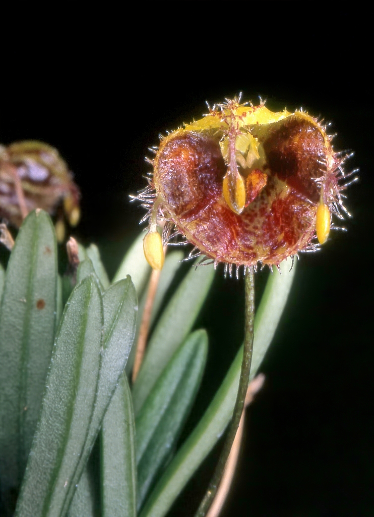 Diodonopsis erinacea