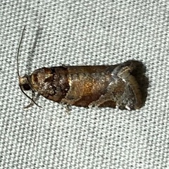 Argyrotaenia kimballi