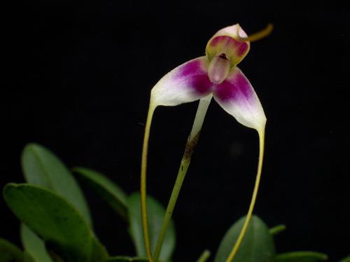 Masdevallia estradae