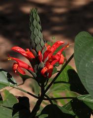 Pachystachys spicata