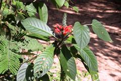 Pachystachys spicata